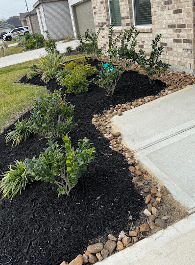 Freshly mulched front yard bed with new shrubs and river rock border