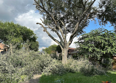 Mature tree being trimmed with limbs ready for haul-away